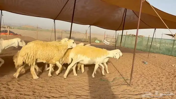 غنم حريات دفيع 4
