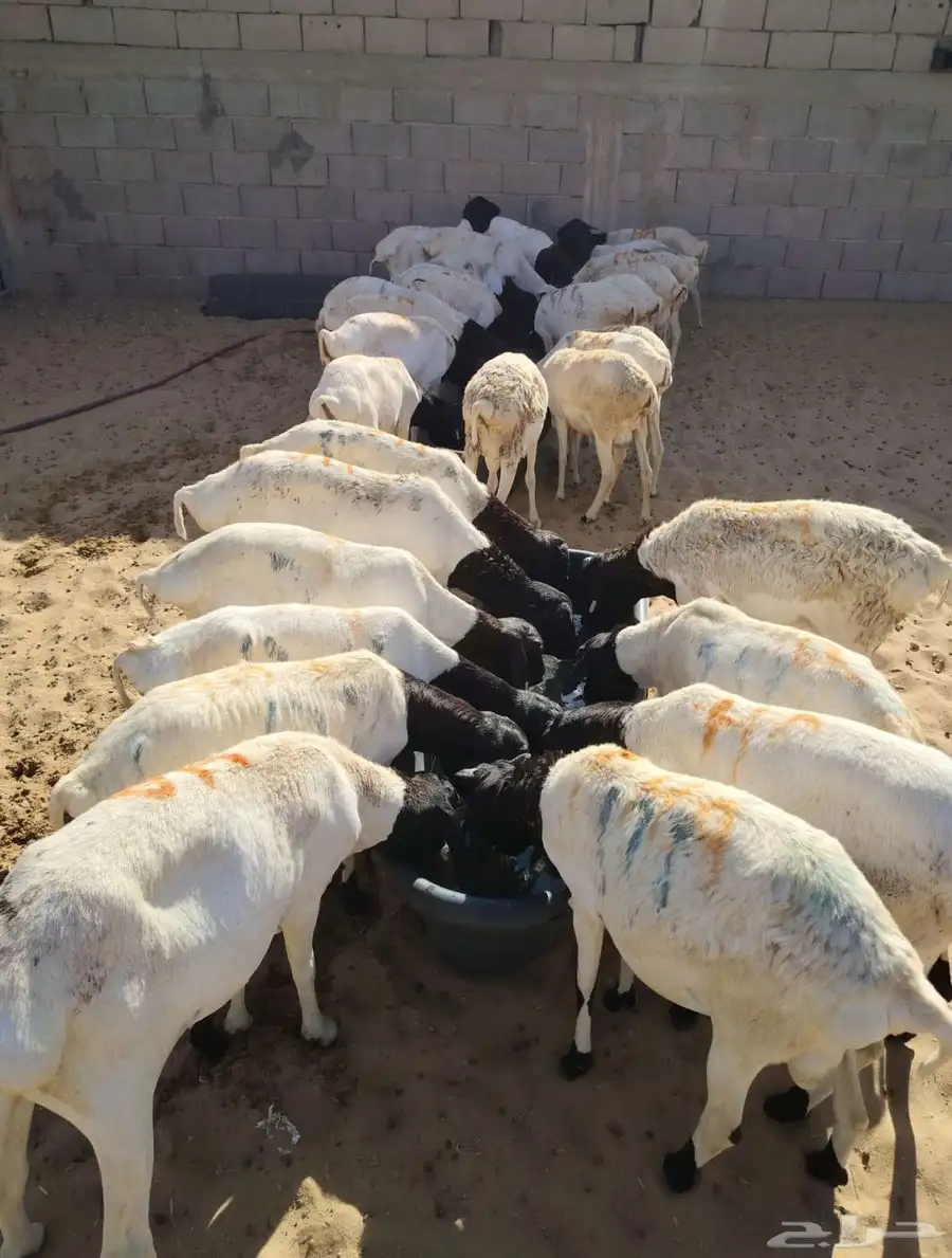 سواكن وقعود مناسبه للاعراس والمناسبات برابر وتيوس صوماليه 4