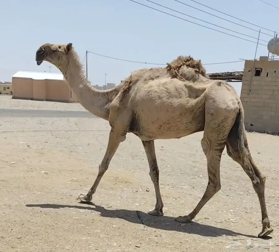 حمرا لوفا ناقة مزاين 2