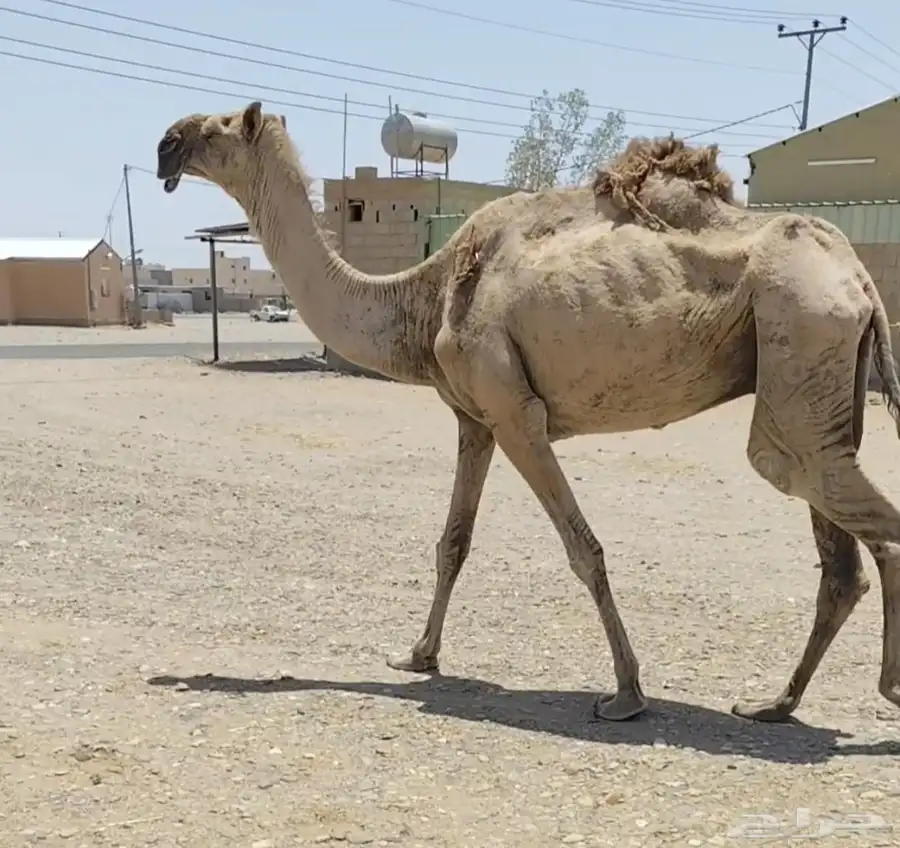 حمرا لوفا ناقة مزاين 3