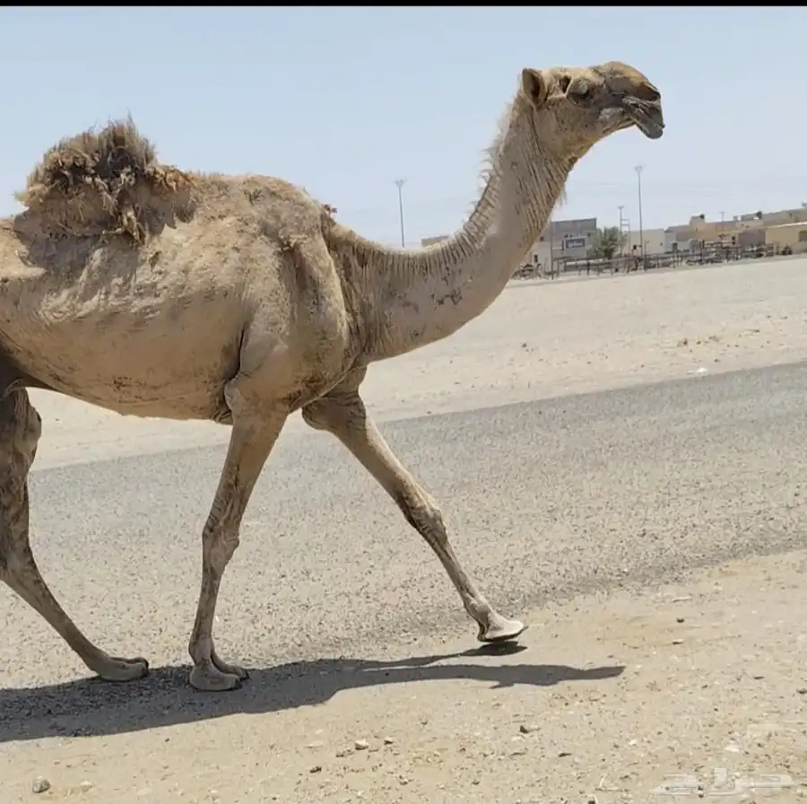 حمرا لوفا ناقة مزاين 1