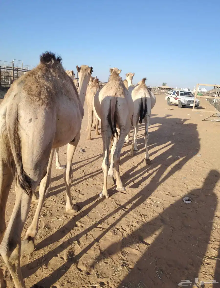 سواكن وقعود مناسبه للاعراس والمناسبات برابر وتيوس صوماليه 6