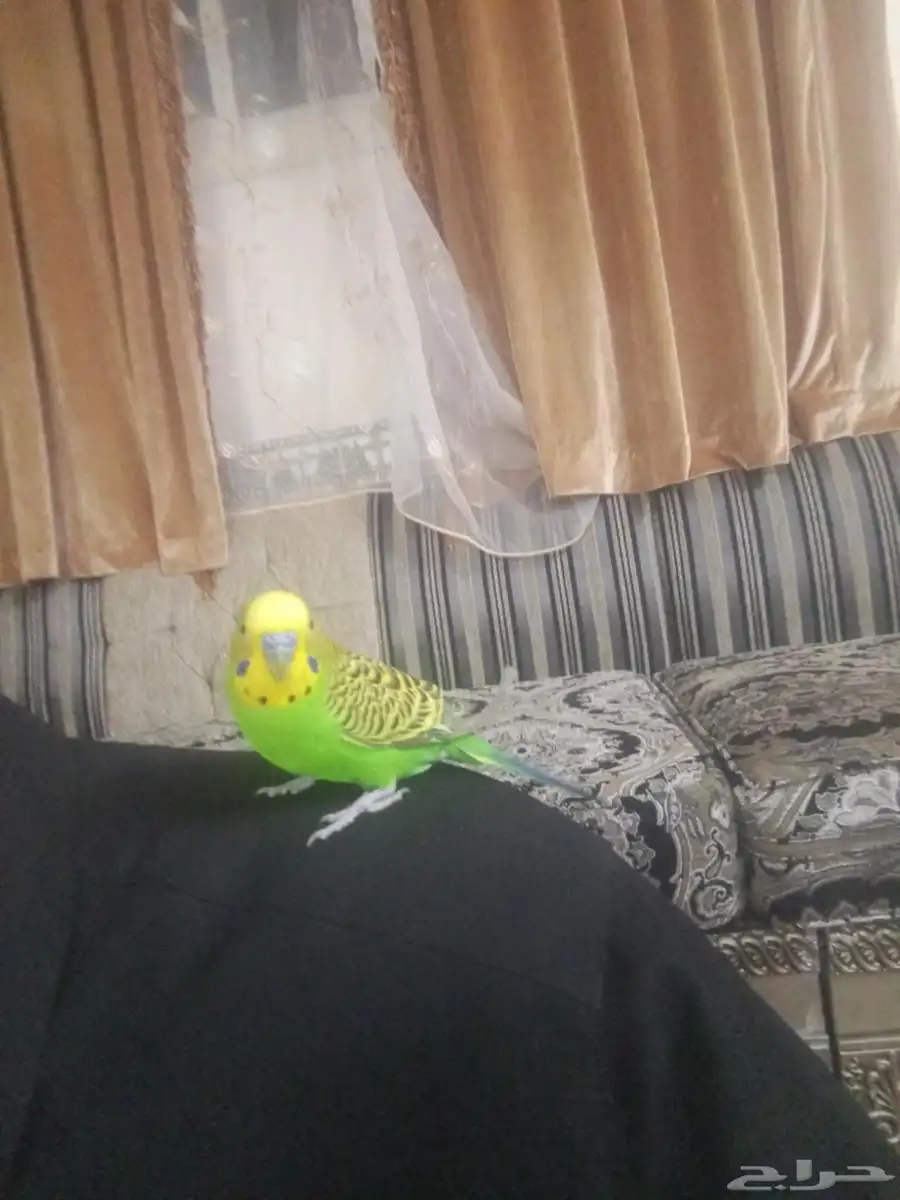 بادجي 1