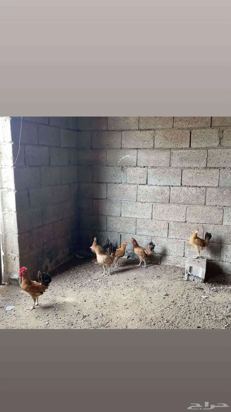 دجاج بلدي 2