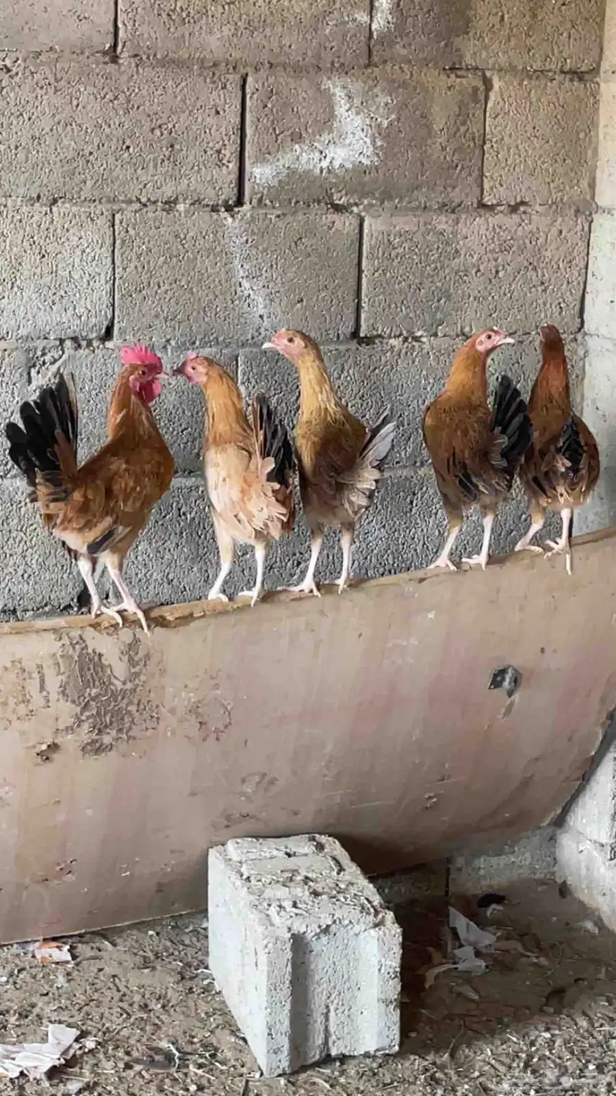 دجاج بلدي 3