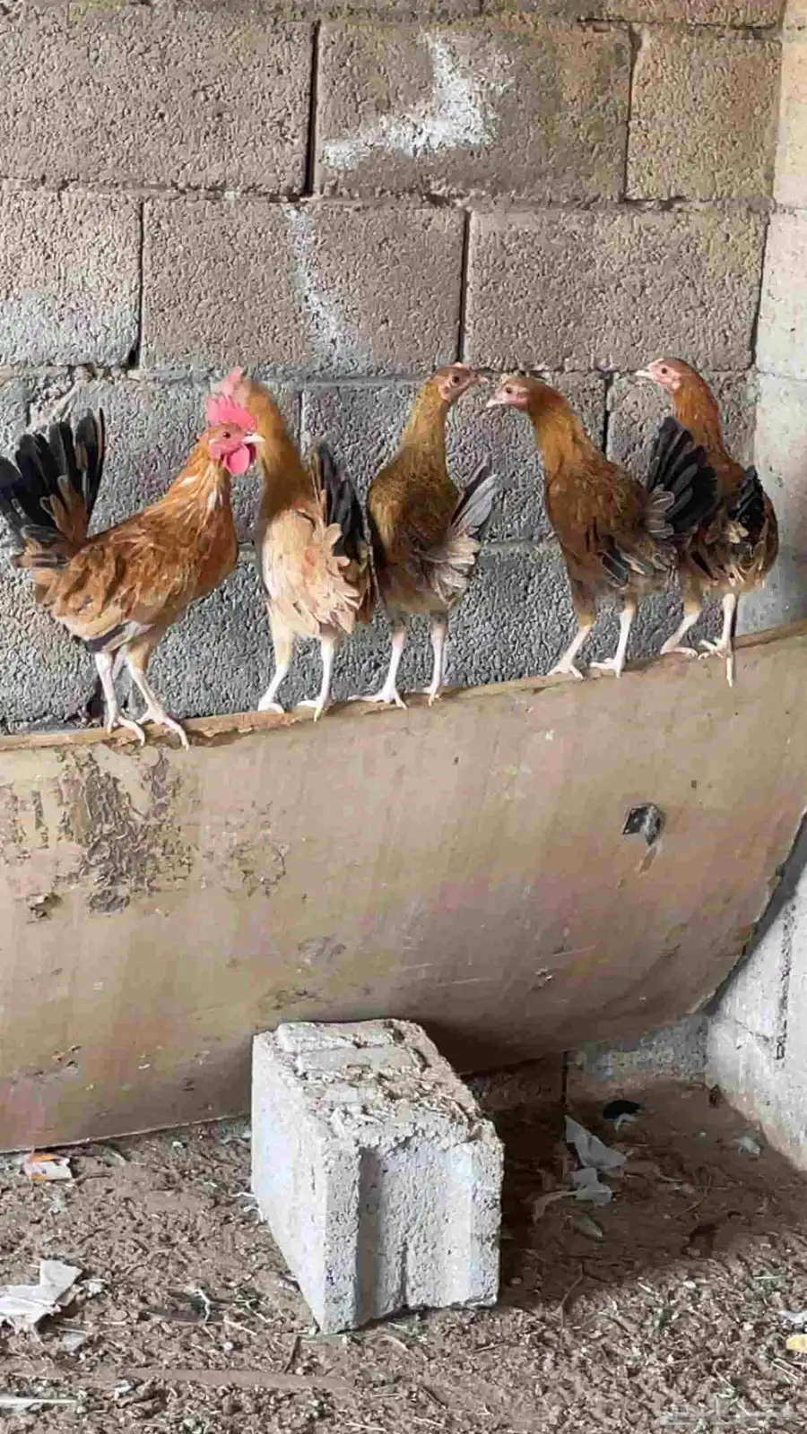 دجاج بلدي 4