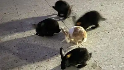أرانب أعمار صغيرة والصحة شرط 4