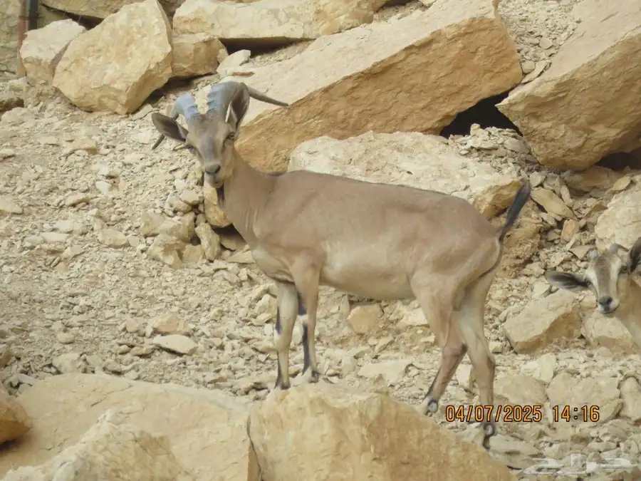 هجين وعل نجدي 0
