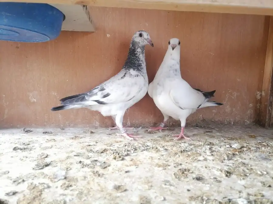 زاج سباق 0