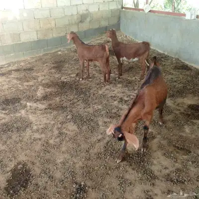 تم البيع تيس وجفرتين للبيع سبت العلاية البشائر باشوت 6