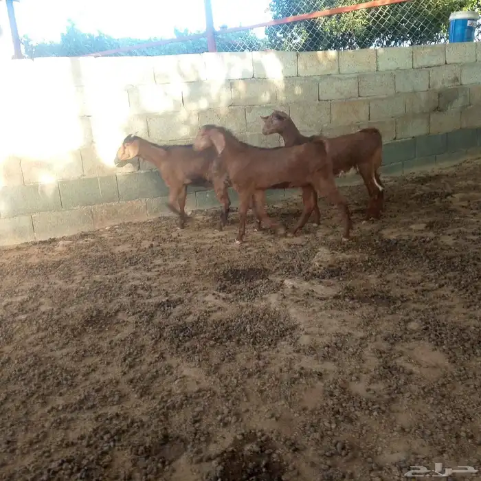 تم البيع تيس وجفرتين للبيع سبت العلاية البشائر باشوت 4