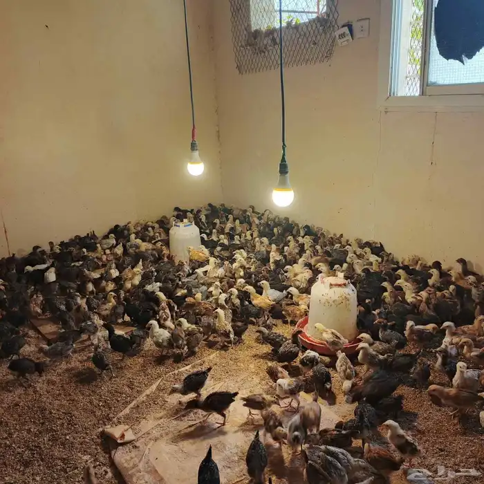 فصول عمر شهرونص محايل عسير 1