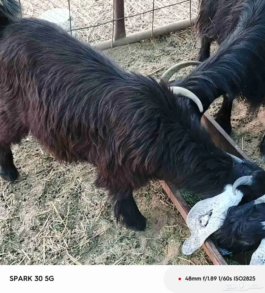 تيس عارضي 0