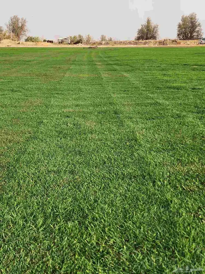 ثيل طبيعي سي2000 صافي درجه أولى 7