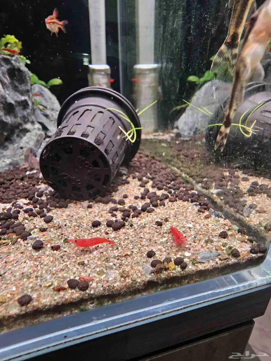 شيري شرنب cherry shrimp 0