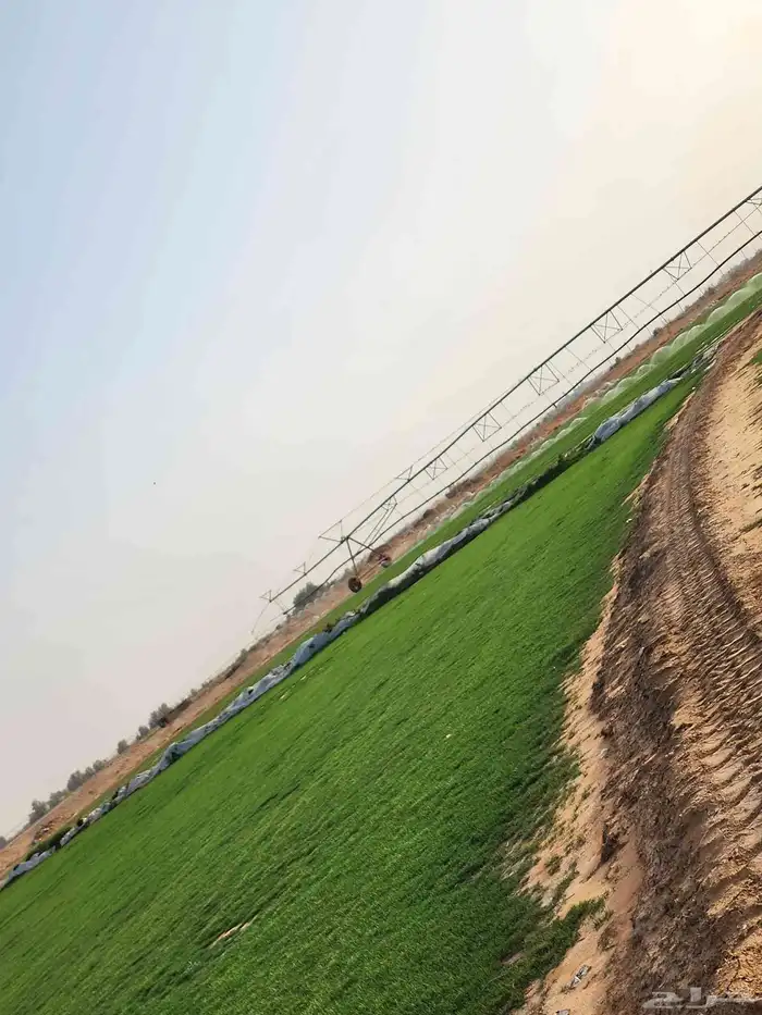 ثيل طبيعي سي2000 صافي درجه أولى 5