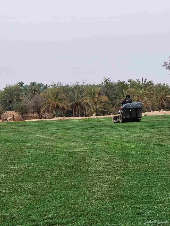 ثيل طبيعي سي2000 صافي درجه أولى 3