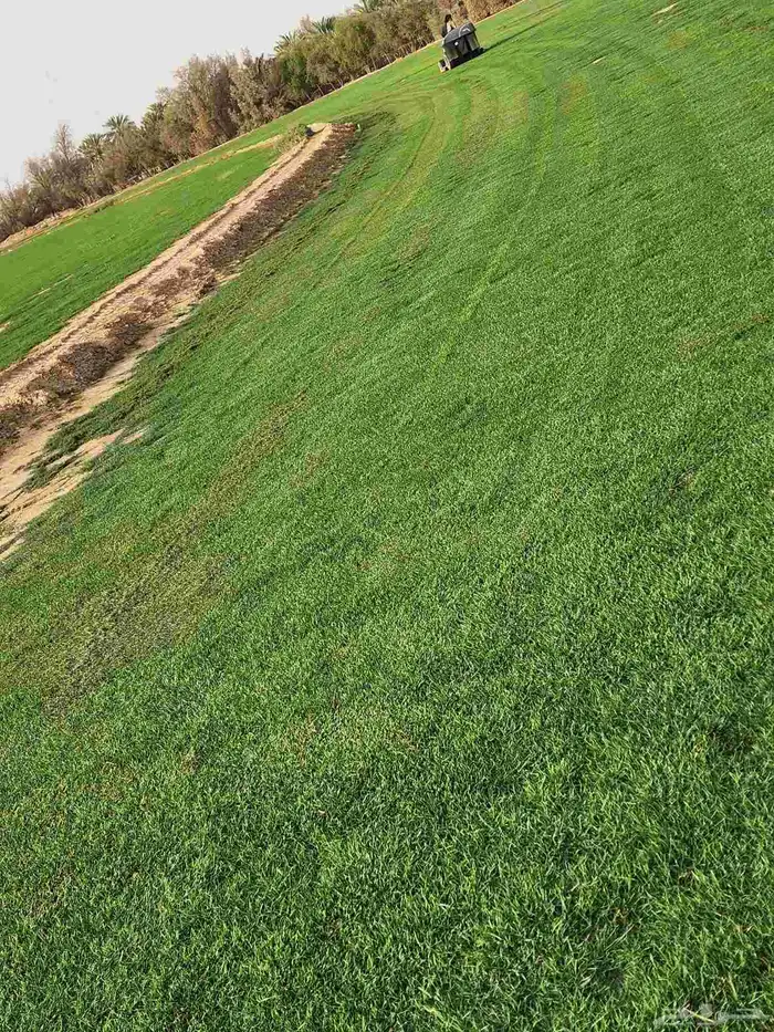 ثيل طبيعي سي2000 صافي درجه أولى 9