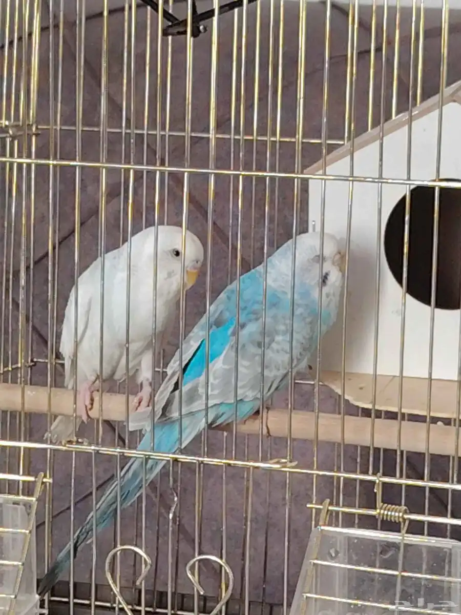 طيور زينة للبيع 0