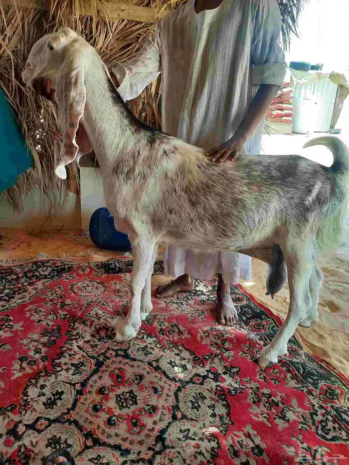 عنز مطوره كفو 0