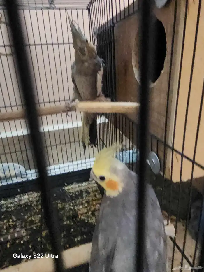 جوزين كروان 4