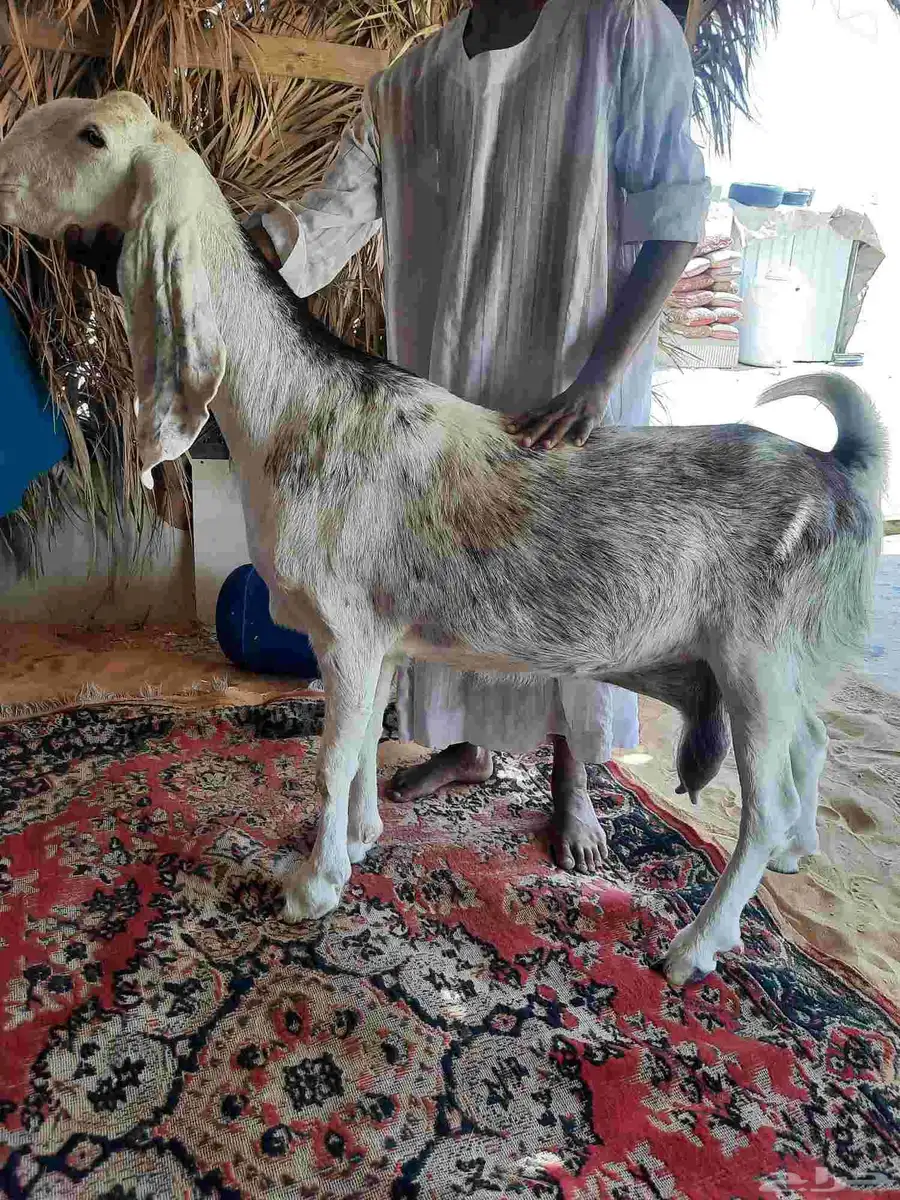 عنز مطوره كفو 1