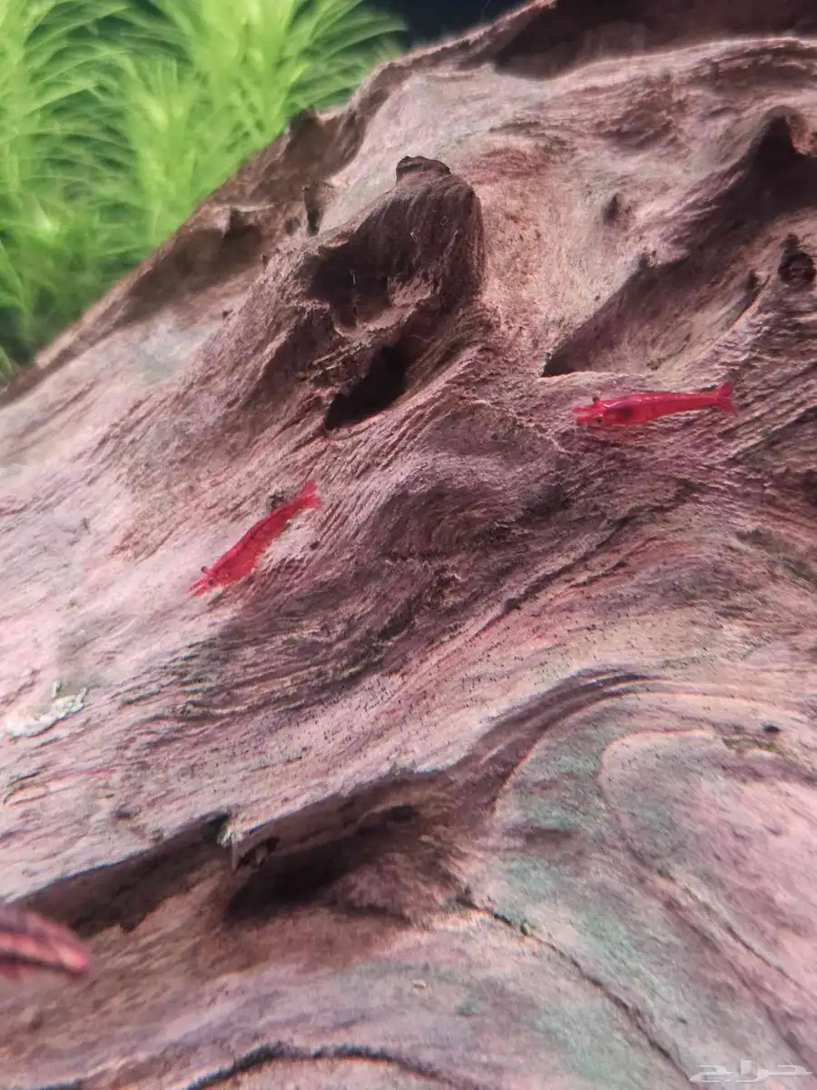 شيري شرنب cherry shrimp 1