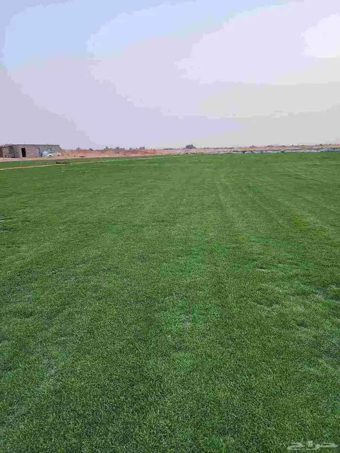 ثيل طبيعي سي2000 صافي درجه أولى 1