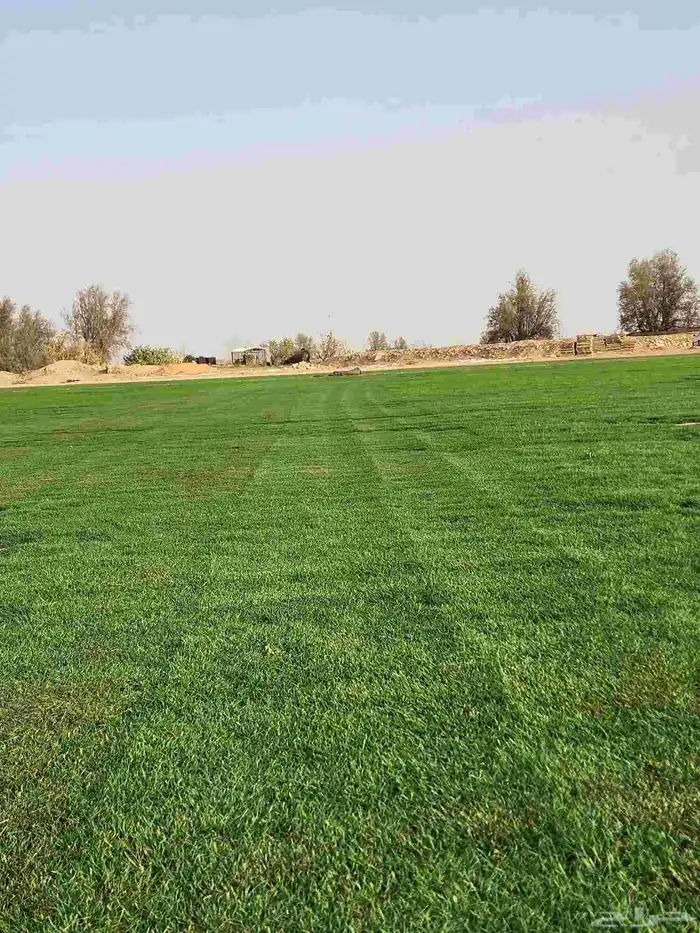 ثيل طبيعي سي2000 صافي درجه أولى 6