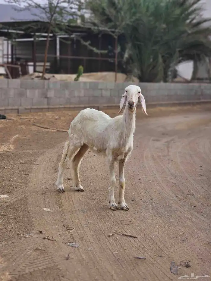 ضان عيسيه صنف 7