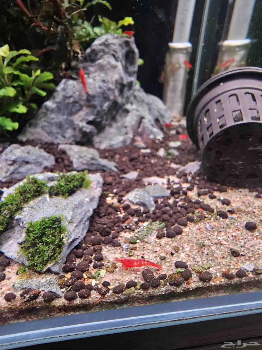 شيري شرنب cherry shrimp 2