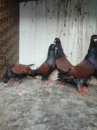 قرنفليات فحول وطواير باقي عليهم كم ريشه 1