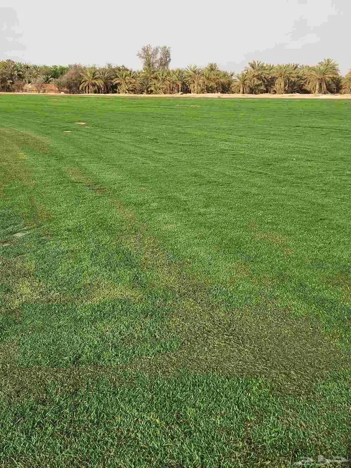 ثيل طبيعي سي2000 صافي درجه أولى 8