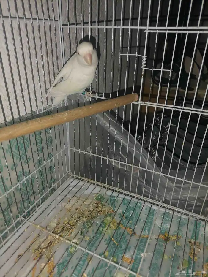 للبيع ذكر روز 0