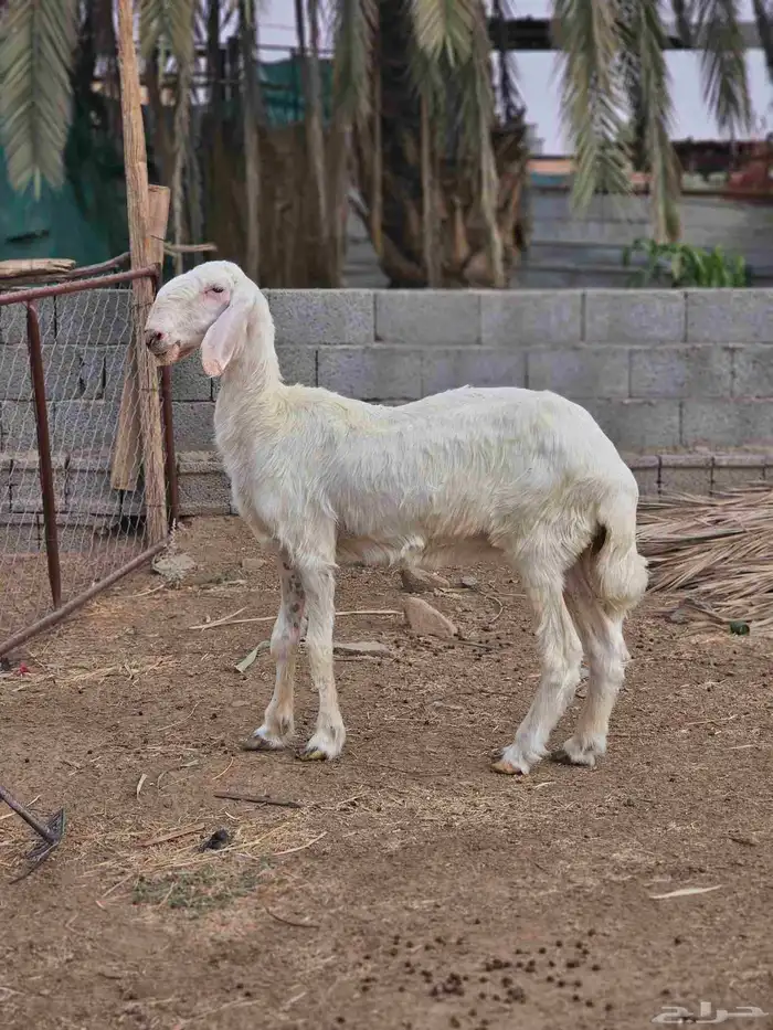 ضان عيسيه صنف 9