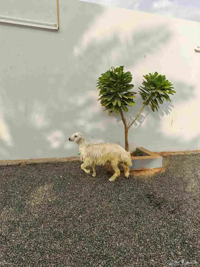 خروف اصفر ذبيحه ( تم البيع ) 2