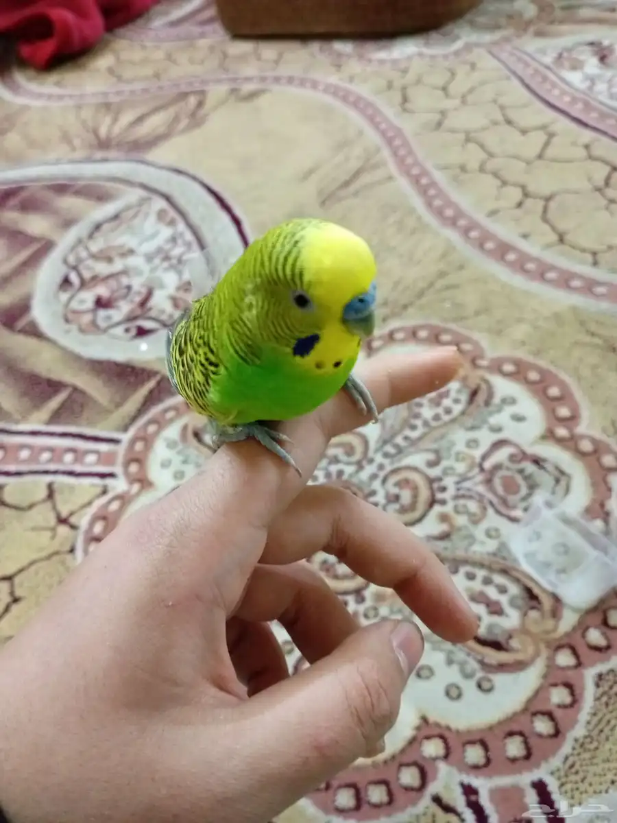 بادجي 2