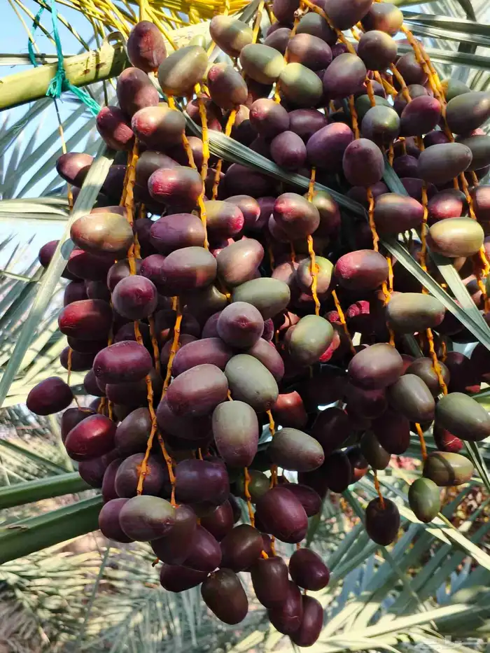 صيف مزرعه للبيع عجوا 200 كبيرة 10سنوات 100وسط4سنوات 3