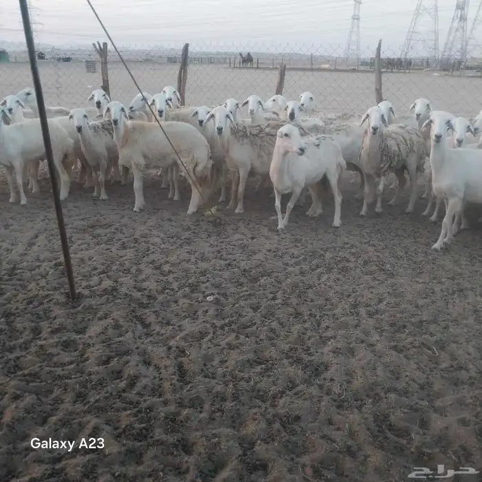 أعرض لكم غنم حريات جنب دفيع شرط ومضاريع 0