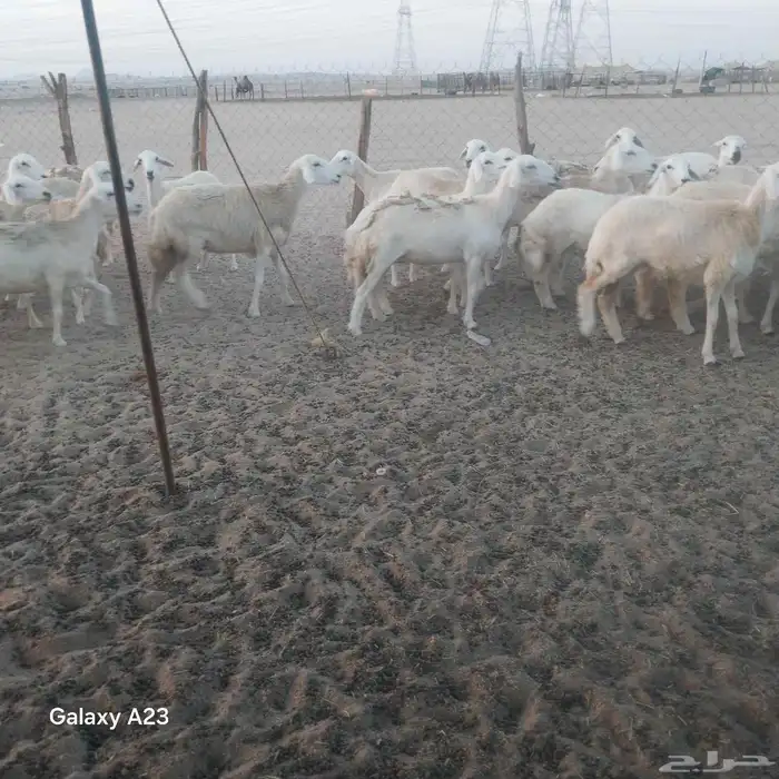 أعرض لكم غنم حريات جنب دفيع شرط ومضاريع 3