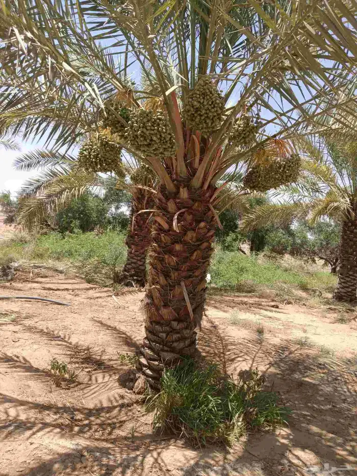 نخل مثمر فسائل ونقايل 9