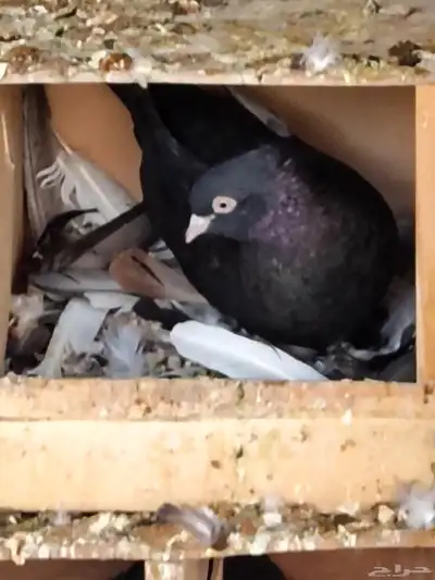 زوج حمام ايراني فارسي 8