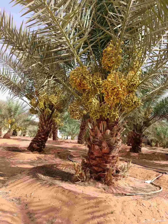 نخل مثمر فسائل ونقايل 1