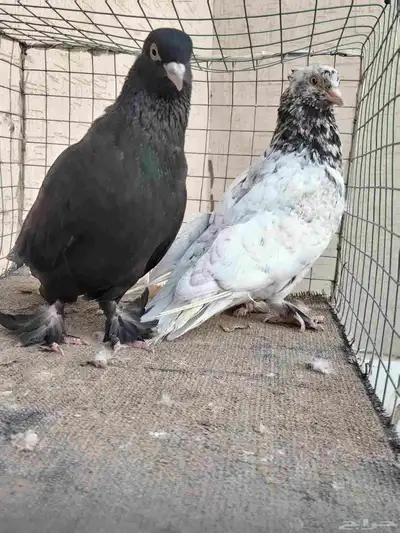 زوج حمام ايراني فارسي 2