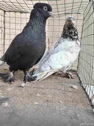 زوج حمام ايراني فارسي 3