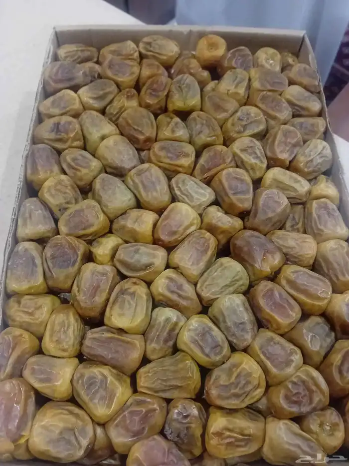 قهوجين وصبابين 2