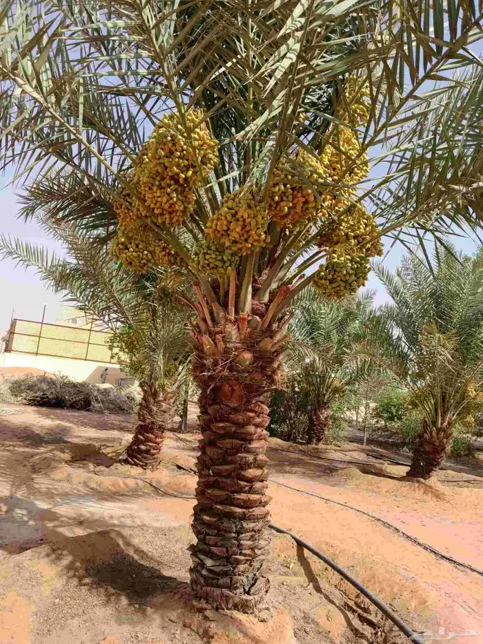 نخل مثمر فسائل ونقايل 0