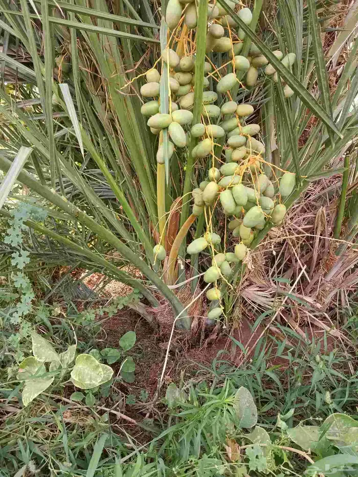 نخل مثمر فسائل ونقايل 5