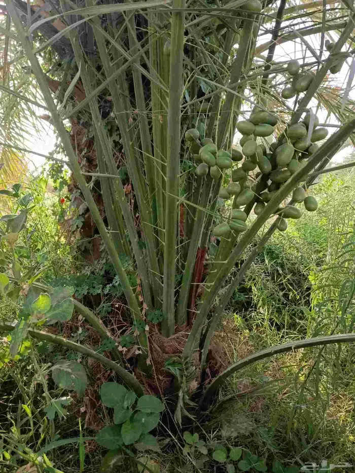 نخل مثمر فسائل ونقايل 4