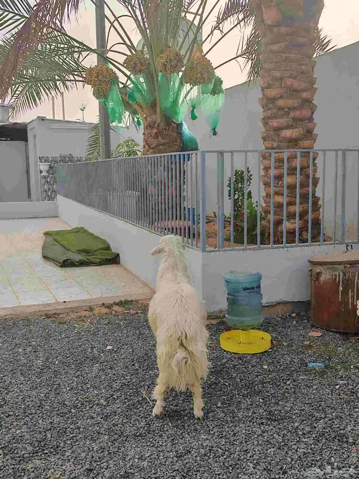 خروف اصفر ذبيحه ( تم البيع ) 1